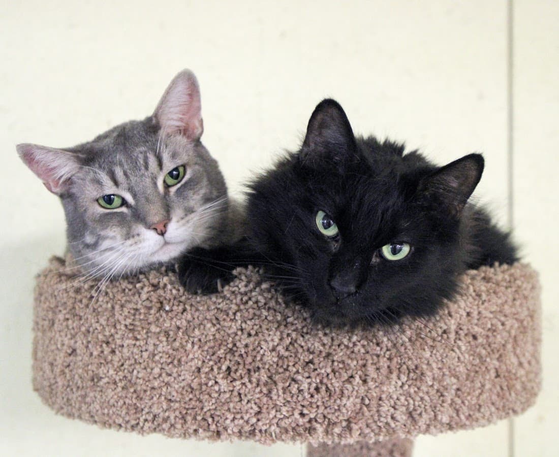 Alaska Humane Society Adopt-a-Cat Shelter