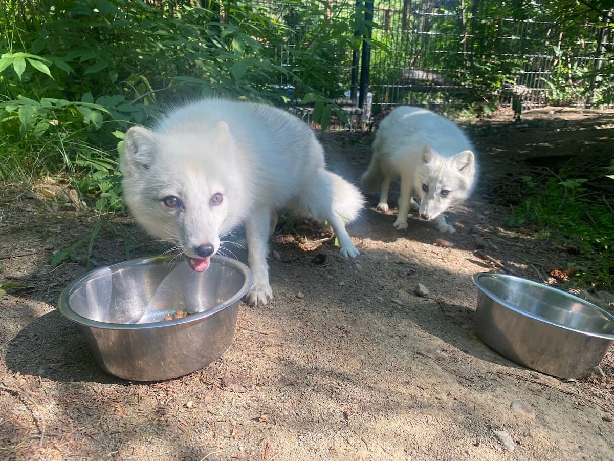 Alaska Zoo